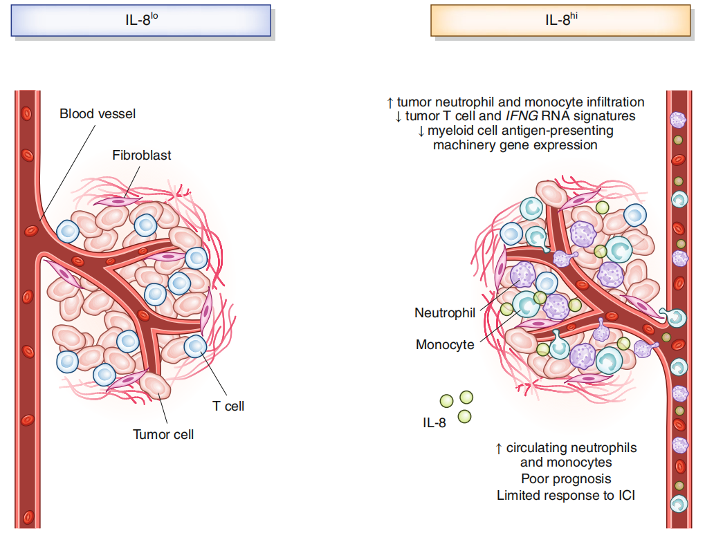 Tumor microenvironment regulator IL-8
